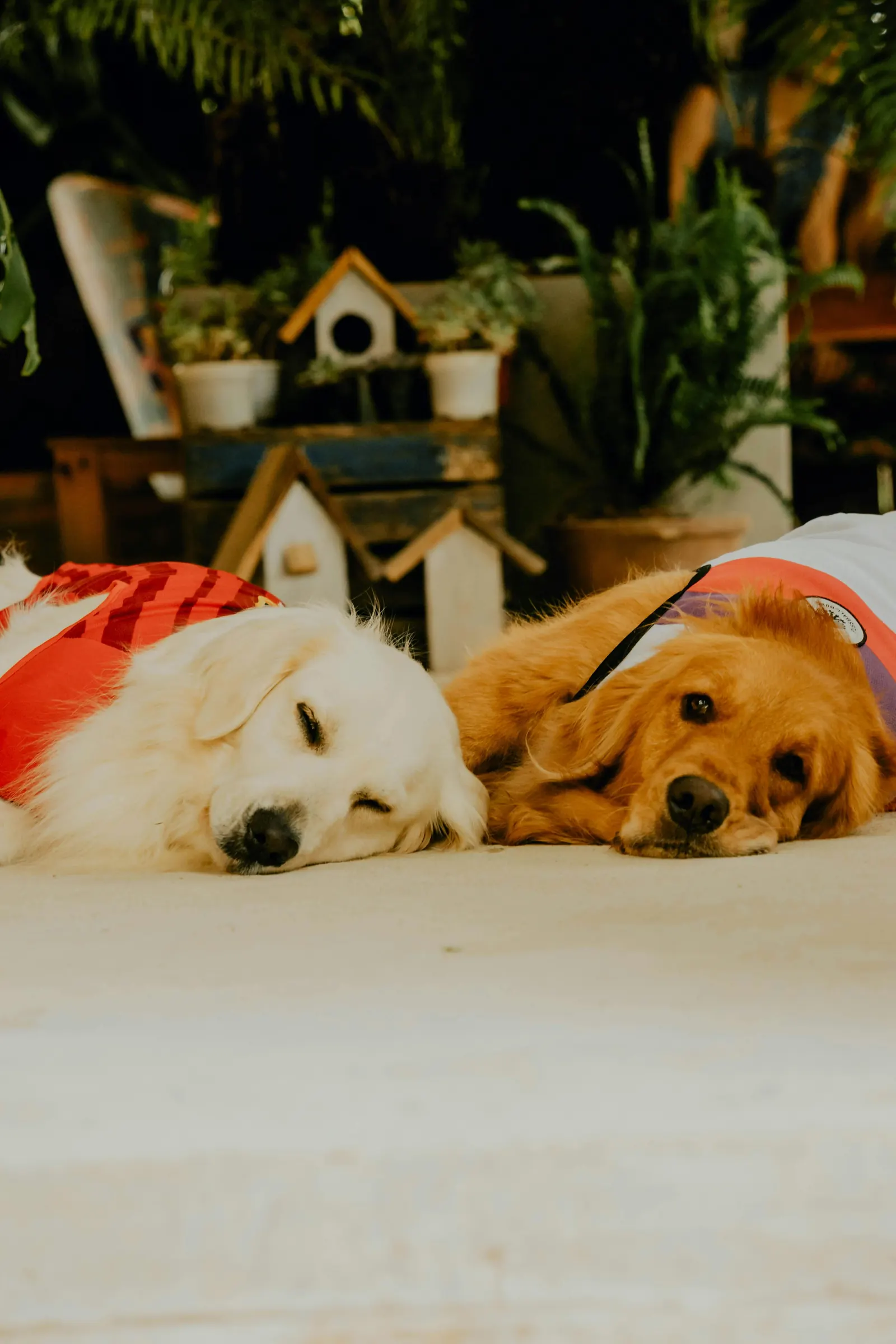 Pet Friendly en Hotel Alcynne